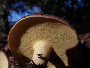  ( - HAY-F-003491)  @11 [ ] by-nc (2023) Sadie Hickey Fungal Diversity Survey