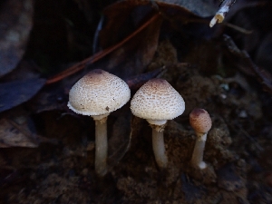  (Lepiota sp. cristata-PNW10 - HAY-F-007973)  @11 [ ] by-nc (2023) Sadie Hickey Fungal Diversity Survey