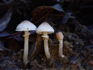 ( - HAY-F-007973)  @11 [ ] by-nc (2023) Sadie Hickey Fungal Diversity Survey