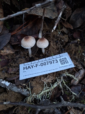  ( - HAY-F-007973)  @11 [ ] by-nc (2023) Sadie Hickey Fungal Diversity Survey