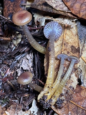  ( - FDS-CA-00506)  @11 [ ] by-nc (2023) Damon Tighe Fungal Diversity Survey