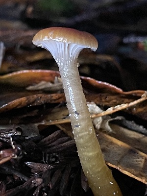  ( - FDS-CA-00506)  @11 [ ] by-nc (2023) Damon Tighe Fungal Diversity Survey