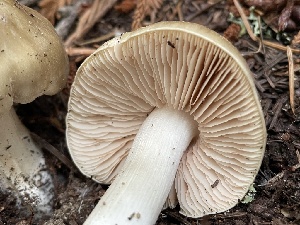  ( - FDS-CA-00347)  @11 [ ] by-nc (2023) Christian Schwarz Fungal Diversity Survey