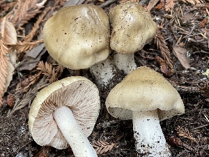  ( - FDS-CA-00347)  @11 [ ] by-nc (2023) Christian Schwarz Fungal Diversity Survey