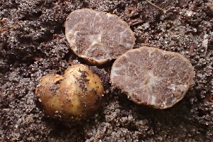  (Tuber sp. CA01 - FDS-CA-00508)  @11 [ ] by-nc (2023) Damon Tighe Fungal Diversity Survey