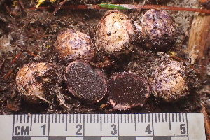 ( - FDS-CA-00509)  @11 [ ] by-nc (2023) Damon Tighe Fungal Diversity Survey