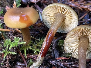 ( - FDS-CA-00505)  @11 [ ] by-nc (2023) Damon Tighe Fungal Diversity Survey