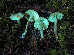  ( - FDS-CA-00505)  @11 [ ] by-nc (2023) Damon Tighe Fungal Diversity Survey