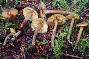  ( - FDS-CA-00505)  @11 [ ] by-nc (2023) Damon Tighe Fungal Diversity Survey