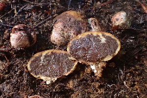  (Destuntzia - FDS-CA-00501)  @11 [ ] by-nc (2023) Damon Tighe Fungal Diversity Survey