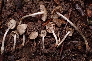  (Entoloma alissae - FDS-CA-00515)  @11 [ ] by-nc (2023) Damon Tighe Fungal Diversity Survey