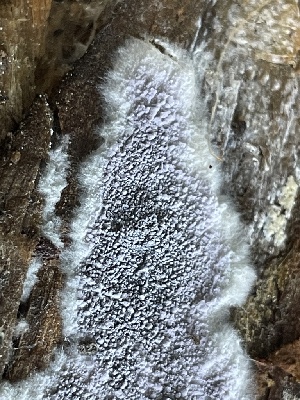  (Amaurodon sp. viridis-WA01 - FDS-CA-00518)  @11 [ ] by-nc (2023) Damon Tighe Fungal Diversity Survey