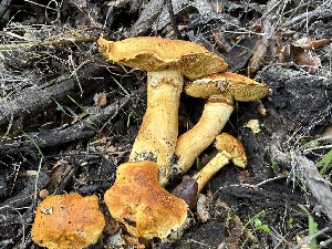  ( - HAY-F-006774)  @11 [ ] c (2023) Rudy Diaz Fungal Diversity Survey
