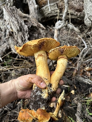  ( - HAY-F-006774)  @11 [ ] c (2023) Rudy Diaz Fungal Diversity Survey