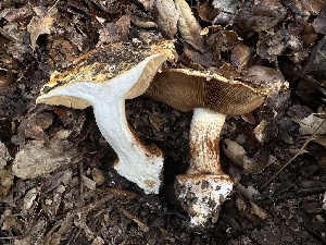  (Calonarius xanthodryophilus - HAY-F-006781)  @11 [ ] c (2023) Rudy Diaz Fungal Diversity Survey