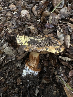  ( - HAY-F-006781)  @11 [ ] c (2023) Rudy Diaz Fungal Diversity Survey