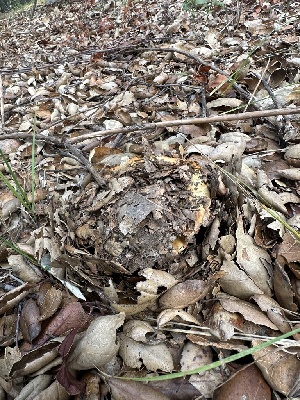  ( - HAY-F-006781)  @11 [ ] c (2023) Rudy Diaz Fungal Diversity Survey