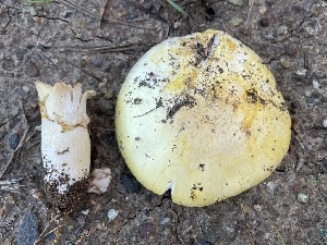  (Agaricus sp. RWK1978 - FDS-CA-04106)  @11 [ ] by-nc (2024) Christian Schwarz Fungal Diversity Survey