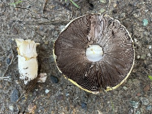  ( - FDS-CA-04106)  @11 [ ] by-nc (2024) Christian Schwarz Fungal Diversity Survey