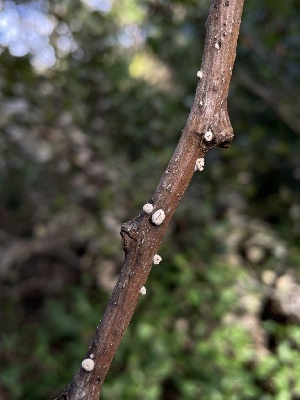  (Schizophyllum amplum - FDS-CA-04102)  @11 [ ] by-nc (2024) Christian Schwarz Fungal Diversity Survey