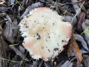  ( - FDS-CA-04108)  @11 [ ] by-nc (2024) Christian Schwarz Fungal Diversity Survey
