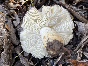  ( - FDS-CA-04108)  @11 [ ] by-nc (2024) Christian Schwarz Fungal Diversity Survey