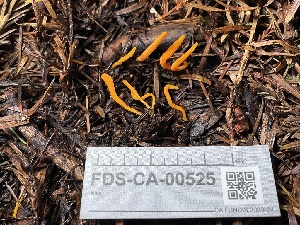  (Clavulinopsis sp. laeticolor-PNW02 - FDS-CA-00525)  @11 [ ] by-nc (2024) Damon Tighe Fungal Diversity Survey
