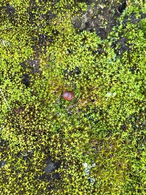  ( - FDS-CA-00527)  @11 [ ] by-nc (2024) Damon Tighe Fungal Diversity Survey