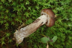  ( - FDS-CA-00527)  @11 [ ] by-nc (2024) Damon Tighe Fungal Diversity Survey