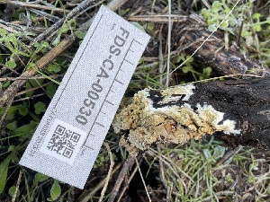  ( - FDS-CA-00530)  @11 [ ] by-nc (2024) Damon Tighe Fungal Diversity Survey