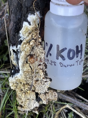  ( - FDS-CA-00530)  @11 [ ] by-nc (2024) Damon Tighe Fungal Diversity Survey