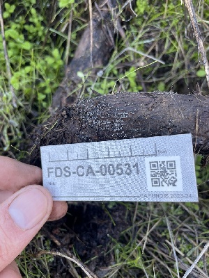  ( - FDS-CA-00531)  @11 [ ] by-nc (2024) Damon Tighe Fungal Diversity Survey
