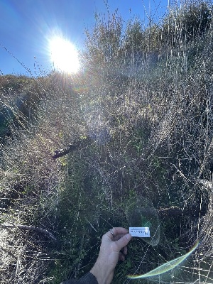  ( - FDS-CA-00531)  @11 [ ] by-nc (2024) Damon Tighe Fungal Diversity Survey