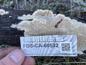  ( - FDS-CA-00532)  @11 [ ] by-nc (2024) Damon Tighe Fungal Diversity Survey