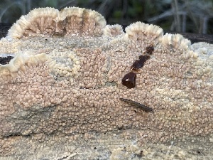  ( - FDS-CA-00532)  @11 [ ] by-nc (2024) Damon Tighe Fungal Diversity Survey