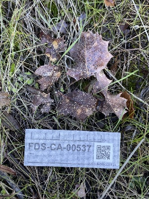  ( - FDS-CA-00537)  @11 [ ] by-nc (2024) Damon Tighe Fungal Diversity Survey