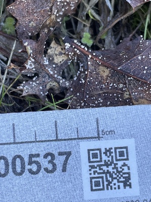  ( - FDS-CA-00537)  @11 [ ] by-nc (2024) Damon Tighe Fungal Diversity Survey