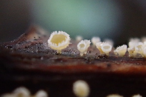  (Incrucipulum sp. CA02 - FDS-CA-00537)  @11 [ ] by-nc (2024) Damon Tighe Fungal Diversity Survey