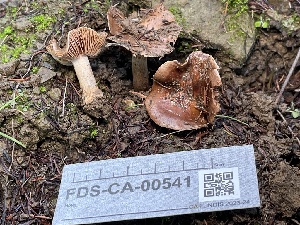  ( - FDS-CA-00541)  @11 [ ] by-nc (2024) Damon Tighe Fungal Diversity Survey