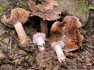  (Hebeloma harperi - FDS-CA-00541)  @11 [ ] by-nc (2024) Damon Tighe Fungal Diversity Survey