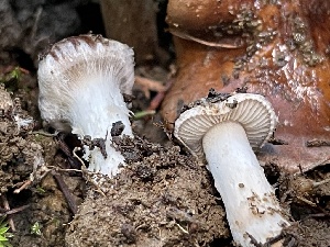  ( - FDS-CA-00541)  @11 [ ] by-nc (2024) Damon Tighe Fungal Diversity Survey