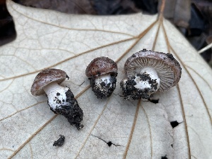  ( - FDS-CA-04113)  @11 [ ] by-nc (2024) Christian Schwarz Fungal Diversity Survey
