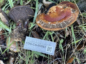  ( - FDS-CA-00543)  @11 [ ] by-nc (2024) Damon Tighe Fungal Diversity Survey