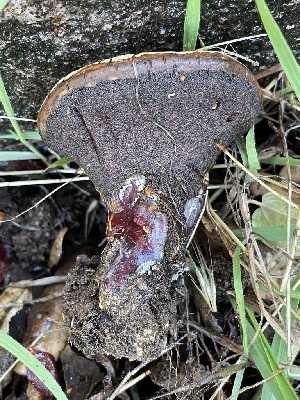  ( - FDS-CA-00543)  @11 [ ] by-nc (2024) Damon Tighe Fungal Diversity Survey