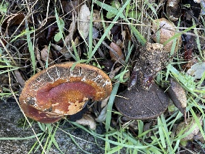  ( - FDS-CA-00543)  @11 [ ] by-nc (2024) Damon Tighe Fungal Diversity Survey