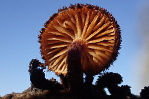  ( - FDS-CA-00546)  @11 [ ] by-nc (2024) Damon Tighe Fungal Diversity Survey