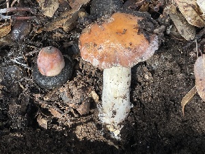  (Hebeloma cohaerens - FDS-CA-00549)  @11 [ ] by-nc (2024) Damon Tighe Fungal Diversity Survey