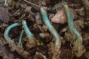  ( - FDS-CA-00555)  @11 [ ] by-nc (2024) Damon Tighe Fungal Diversity Survey