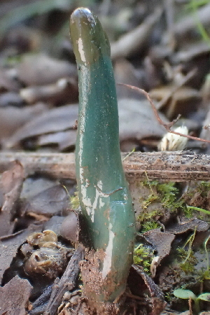  ( - FDS-CA-00555)  @11 [ ] by-nc (2024) Damon Tighe Fungal Diversity Survey