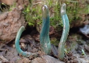  (Microglossum sp. CA04 - FDS-CA-00555)  @11 [ ] by-nc (2024) Damon Tighe Fungal Diversity Survey